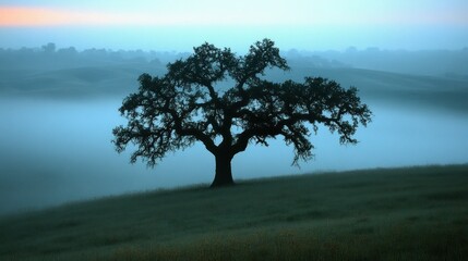 Solitary Oak in Misty Dawn