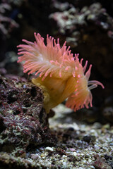 Beautiful pinkish sea anemone on a stone.
