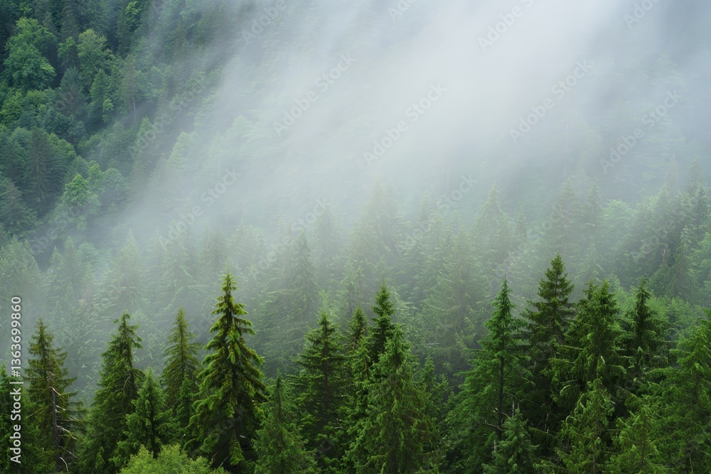 Aufkleber a dense forest with tall evergreen trees in the foreground, and a misty, foggy atmosphere enveloping the scene, creating a serene and tranquil mood.