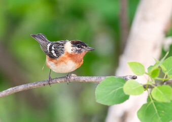 Male Bay-breasted Warbler in Poplar
