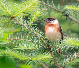 Male Bay-breasted Warbler in Spruce
