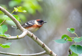 Male Bay-breasted Warbler on Branch