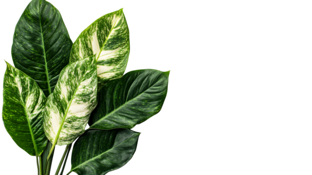 Beautiful green leaves with variegated patterns for decor