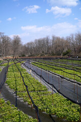 春の大王わさび農場