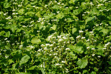 春の大王わさび農場