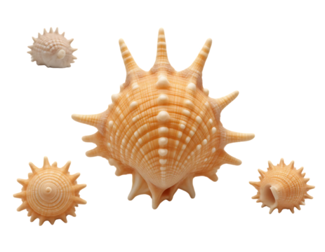 Collection of spiky sea shells