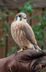 Female American kestrel (Falco sparverius) on gloved hand of instructor at the Virginia Wildlife Center. Bird has been treated for injuries and is now used in education.