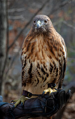 Female red-tailed hawk (Buteo jamaicensis) on gloved hand of instructor at the Virginia Wildlife Center. Bird has been treated for injuries and is now used in education.