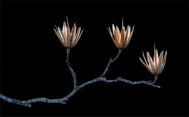 Branch from a tulip tree (Liriodendron tulipifera) in late winter with remnant seed clusters.