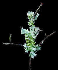 A foliose lichen growing on tree branch