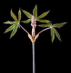 Branch of red buckeye tree (Aesculus pavia) in early spring, showing emerging leaves and flower bud in center.