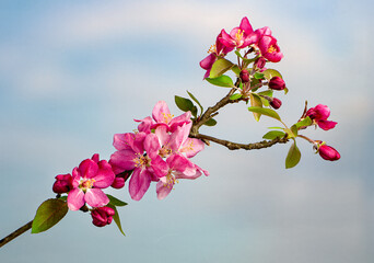 Branch of flowering crabapple tree (Mallus sp.) in early spring in central Virginia
