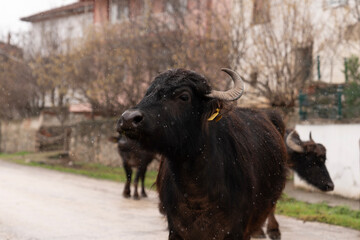 Water Buffaloes on a Village Road in Light Rain