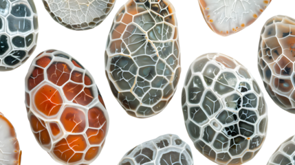 Abstract Cellular Pattern Intricate Organic Texture Macro Photography Science Background Na