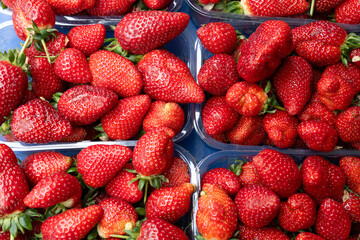 Fresh Strawberries Packed in Plastic Containers
Close-up view of ripe red strawberries neatly packed in plastic trays, ideal for market, grocery, or healthy food themes.
