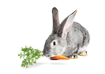 Cute rabbit eating carrot on white background