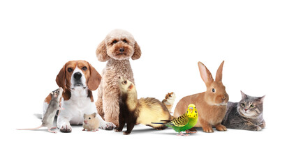 Group of cute domestic pets on white background. Banner design
