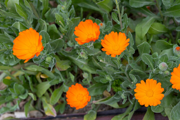Macro Shot of Bright Orange Flower Center
Extreme close-up of a vibrant orange flower, showcasing its detailed petals and textured yellow center in sharp macro focus.
