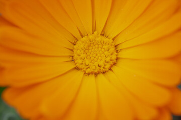 Macro Shot of Bright Orange Flower Center
Extreme close-up of a vibrant orange flower, showcasing...