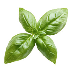 Fresh green basil leaves, an aromatic herbal ingredient, isolated on transparent background