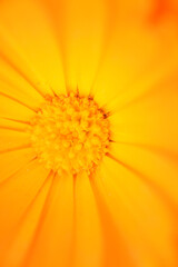 Macro Shot of Bright Orange Flower Center
Extreme close-up of a vibrant orange flower, showcasing its detailed petals and textured yellow center in sharp macro focus.
