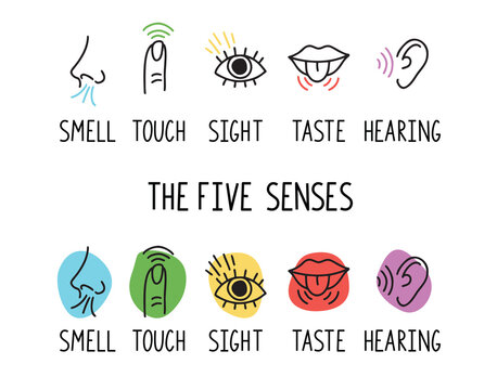 5 human senses illustrations. Taste, sight, touch, smell and hearing. Tongue, eye, finger, nose and ear. Trendy doodle hand drawn thin line icon 