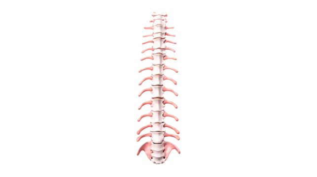 Spine bones, human anatomy spinal column structure, cut out transparent