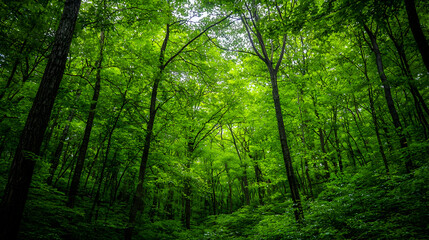 Lush Green Forest Canopy with Sunlight Filtering Through Leaves Creating a Dense Environment Background