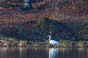 White heron stands by the serene pond surrounded by autumn foliage at dawn