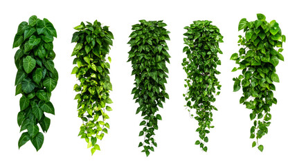 Variety of lush green hanging plants on black, cut out transparent