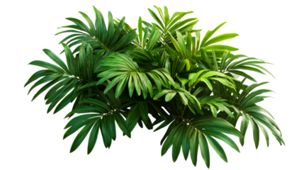 Lush tropical plants with green leaves, cut out transparent