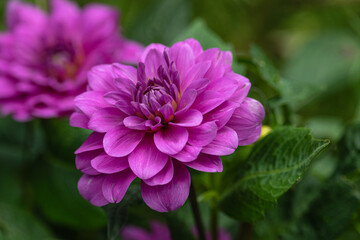 Vibrant purple flowers bloom in a lush garden during the warm afternoon sunlight of late spring...
