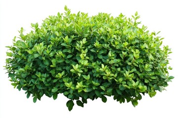 Fototapeta premium Isolated Bush with Green Leaves on White Background for Landscaping Design
