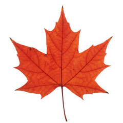 Obraz premium Red maple leaf with detailed veins on transparent background for autumn theme