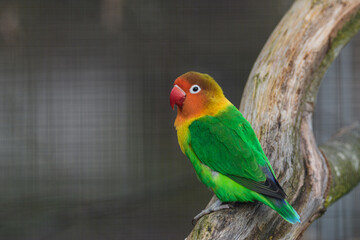 Colorful bird perched calmly on a branch in a natural setting, showcasing vibrant plumage and intricate details during daylight