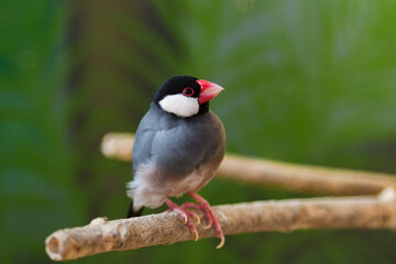 Colorful bird perched on a branch in a lush green environment, showcasing its vibrant plumage during daylight