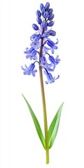 Fototapeta premium Beautiful Blue Flower Stem