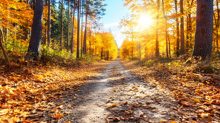 Obraz premium Sunlit autumn path through vibrant golden forest