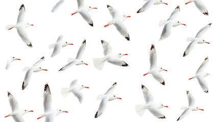 Obraz premium White seagull birds fly in the sky, cut out transparent