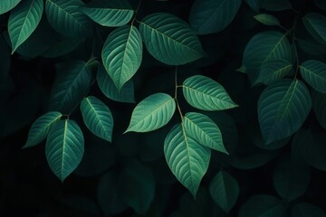 Fototapeta premium Textured leaf background, close-up, top view, in a dark green tone
