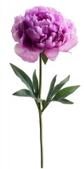 Fototapeta premium Vibrant Pink Peony Flower