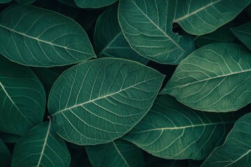 Textured leaf background, close-up, top view, in a dark green tone