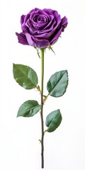 Fototapeta premium Elegant Purple Rose Isolated