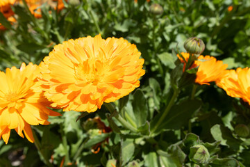 Fully open calendula flower illuminated by strong sunlight