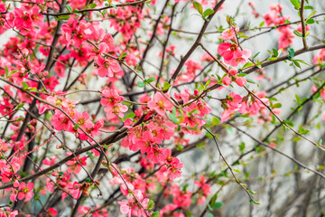 Pink blooming quince bush in early spring with vibrant blossoms and fresh green leaves. Concept of rebirth, joy, garden beauty and seasonal inspiration