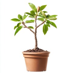 Fototapeta premium Fresh Green Plant in Pot