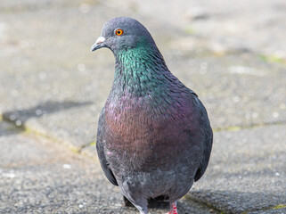 Dove bird on the street of reykjavik in Iceland