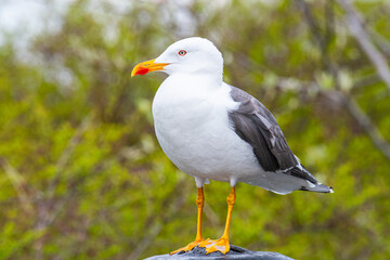 Seagull bird in city of Reykjavik in Iceland