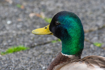 Mallard duck at Tjornin in city of Reykjavik