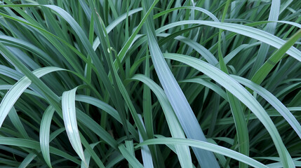 Zoysia grass plant leaves background